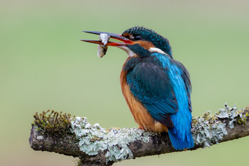 Female Kingfisher with Fish