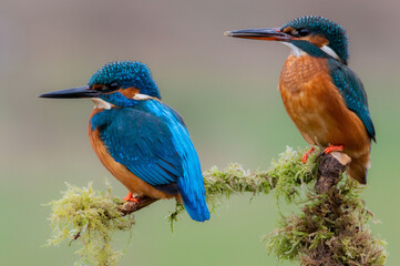 Male and Female Kingfisher