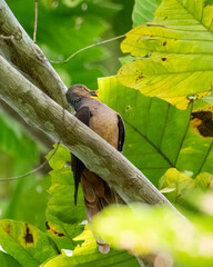 Sultan's cuckoo-dove (Macropygia doreya) observed in Waigeo in West Papua, Indonesia