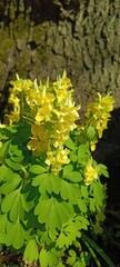 yellow blooming Crested or Corydalis on a sunny spring day on a tree bark background. Floral wallpaper.  first spring flowers.
