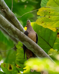 Sultan's cuckoo-dove (Macropygia doreya) observed in Waigeo in West Papua, Indonesia