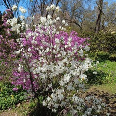 Obraz premium Early-blooming spring plants. Huge pink Rhododendron dauricum bushes in the garden. Floral wallpaper.