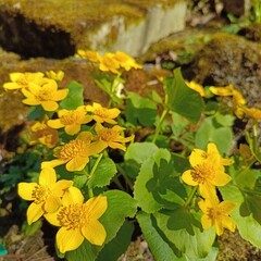 A herbaceous perennial marsh plant with bright yellow flowers. Blooming Caltha palustris in the summer garden. Nature wallpaper.