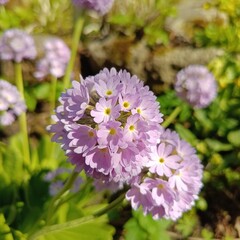 Pink blooming Primula denticulata in the garden. Floral wallpaper. first spring flowers.