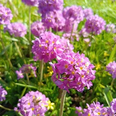 Pink blooming Primula denticulata in the garden. Floral wallpaper. first spring flowers.