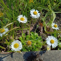 A delicate forest Daisy or Bellis sylvestris on a sunny summer day. Floral wallpaper. © Helen Pitt