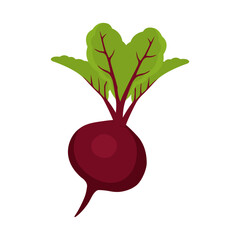 Icon vector illustration of fresh purple beetroot with leaves. Used for farm advertising, logo design, packages.