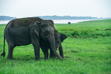 Obraz premium Asian Elephant Herd in Kaudulla National Park 
