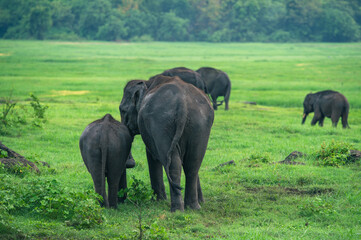 Obraz premium Asian Elephant Herd in Kaudulla National Park 