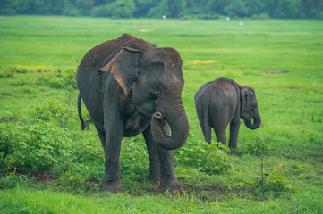 Fototapeta premium Two Asian Elephants on the Grass in Sri Lanka 