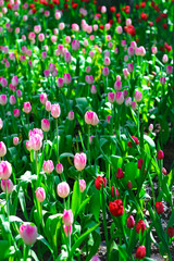 Spring flowers series, beautiful tulips with green leaves in the garden