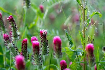 Bee on a  blossom in a meadow
