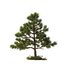 Obraz premium Isolated pine tree with lush green branches on transparent background, perfect for nature designs.