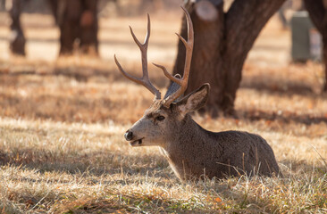 Mule Deer Buck in Utah 