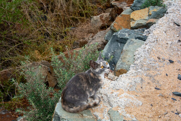 A cat on rocks