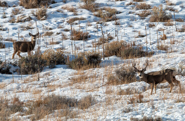 Mule Deer Buck in Winter in Wyoming