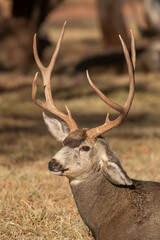 Mule Deer Buck in Utah 