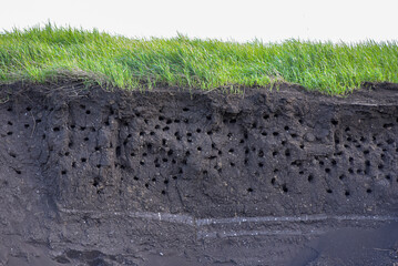 Holes dug by animals in the black earth. Swallows' Nests.