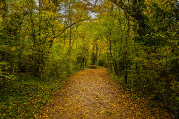 Naklejka premium Autumm the bright colors in the forest