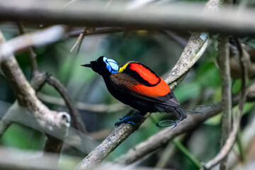 Wilson's bird-of-paradise (Diphyllodes respublica) observed in Waigeo in West Papua, Indonesia
