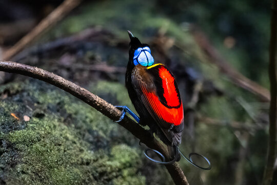 Wilson's bird-of-paradise (Diphyllodes respublica) observed in Waigeo in West Papua, Indonesia