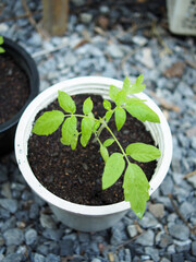 baby plants seeding in small pot for growing and set in plantation