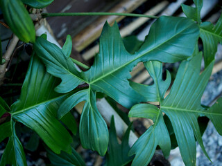 Philodendron Florida Beauty green leafe perfect leafe shap and great nature design 