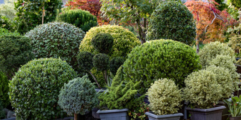 Ornamental plants for landscaping and green space design