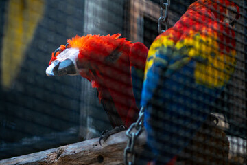 macaw parrot.Red and Yellow Macaw