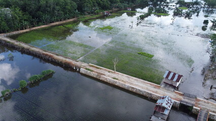 Fototapeta premium Rice Planting Land in Indonesia