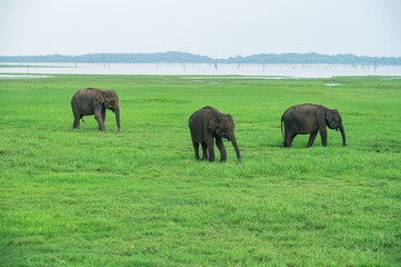 Naklejka premium Asian Elephant Herd in Kaudulla National Park