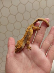 lizard gecko reptile animal in natural life