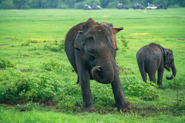 Naklejka na ściany i meble Asian Elephant Herd in Kaudulla National Park