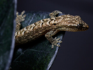 lizard gecko reptile animal in natural life