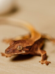 lizard gecko reptile animal in natural life