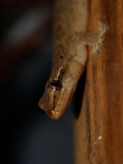 lizard gecko reptile animal in natural life