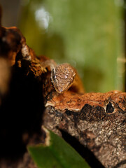 lizard gecko reptile animal in natural life