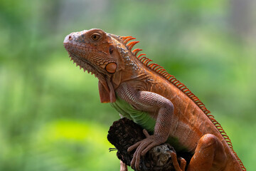Close up photo of albino iguana