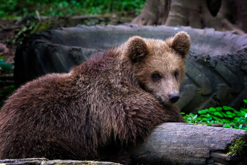 a Brown bear in the captivity