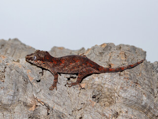 lizard gecko reptile animal in natural life