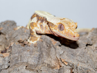 lizard gecko reptile animal in natural life