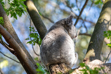 A sleepy koala relaxing in the treetops. Sydney, Australia. - 701332025