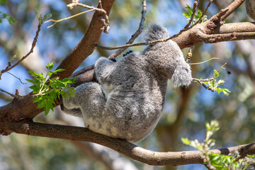 A sleepy koala relaxing in the treetops. Sydney, Australia. - 701332044
