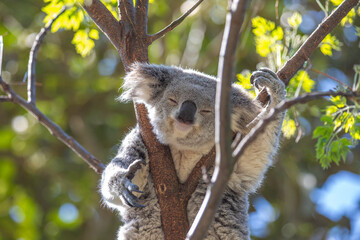 A sleepy koala relaxing in the treetops. Sydney, Australia. - 701332213