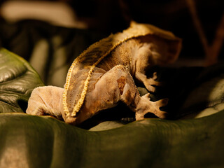 lizard gecko reptile animal in natural life