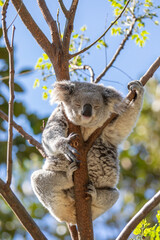 A sleepy koala relaxing in the treetops. Sydney, Australia. - 701332228