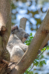A sleepy koala relaxing in the treetops. Sydney, Australia. - 701332278