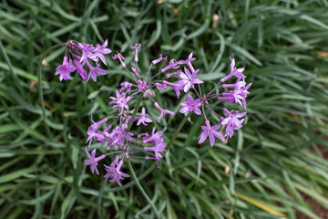 Obraz premium Small lilac flower from the wild garlic plant isolated