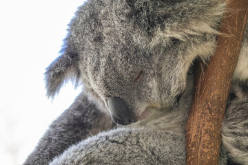 A sleepy koala relaxing in the treetops. Sydney, Australia. - 701332401