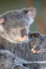 A sleepy koala relaxing in the treetops. Sydney, Australia. - 701332410